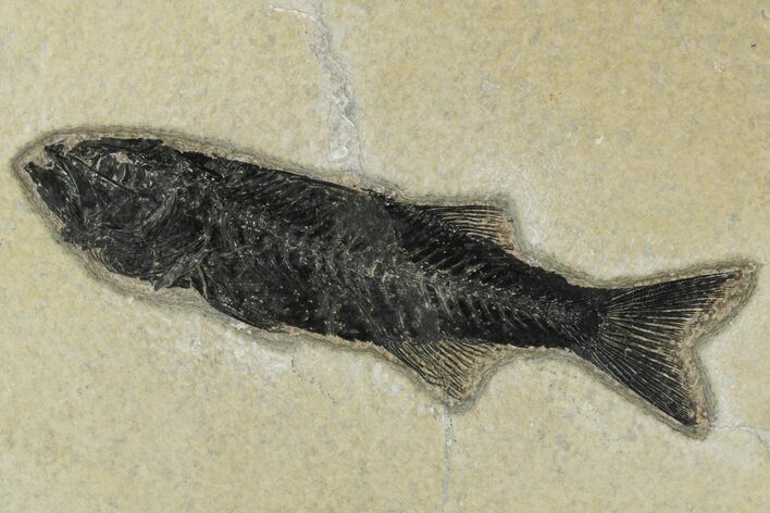 Uncommon Fish Fossil (Mioplosus) - Wyoming #189261